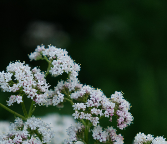 Valerian Herb Benefits: Unlock Natural Sleep and Relaxation Secrets
