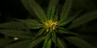 CBD Hemp Flower: Discover The Amazing Benefits You Never Knew