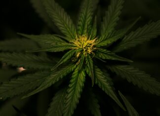 CBD Hemp Flower: Discover The Amazing Benefits You Never Knew