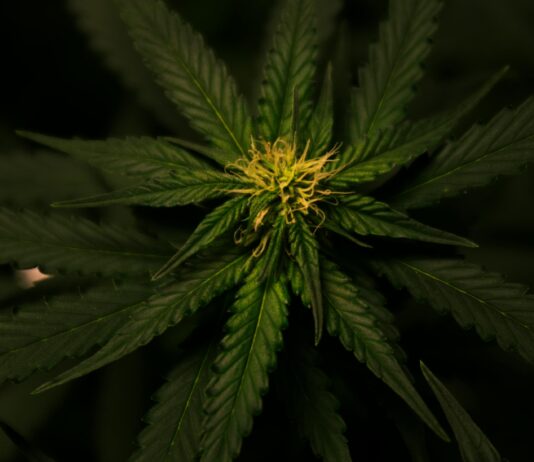 CBD Hemp Flower: Discover The Amazing Benefits You Never Knew