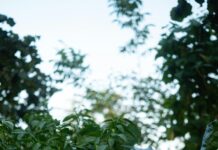 The Herb Farm Secrets: How To Grow Lush, Aromatic Plants Easily