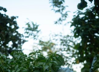 The Herb Farm Secrets: How To Grow Lush, Aromatic Plants Easily