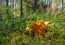 Herb Robert: Discover The Amazing Benefits And Uses Today