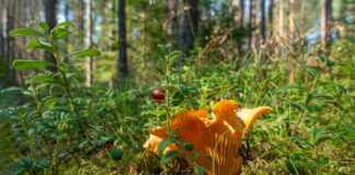 Herb Robert: Discover The Amazing Benefits And Uses Today