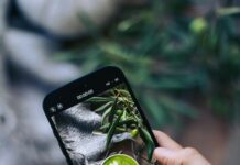 Herb Woodruff Nvidia Secrets: Unlock Powerful Tech and Nature Insights