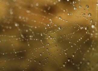 Charlotte’s Web CBD: Discover Powerful Benefits and Uses Now