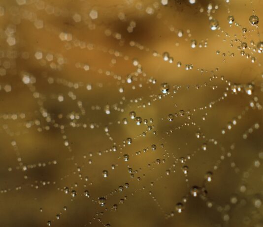 Charlotte’s Web CBD: Discover Powerful Benefits and Uses Now