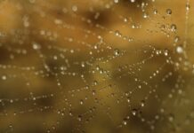 Charlottes Web CBD: Unlocking The Powerful Benefits You Need