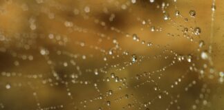 Charlottes Web CBD: Unlocking The Powerful Benefits You Need