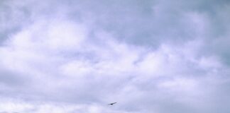 CBD Provisions Restaurant Dallas: Why Food Lovers Can’t Miss It