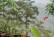 Mountain Herbs: Discover Powerful Benefits and Secrets Revealed