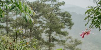 Mountain Herbs: Discover Powerful Benefits and Secrets Revealed