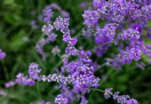 Eyebright Herb Benefits: Unlock Natural Healing Secrets Today