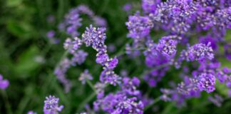 Eyebright Herb Benefits: Unlock Natural Healing Secrets Today