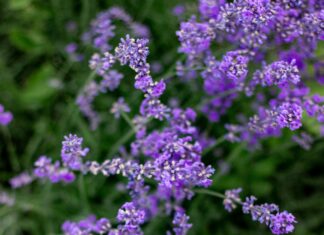 Eyebright Herb Benefits: Unlock Natural Healing Secrets Today