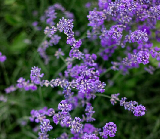 Eyebright Herb Benefits: Unlock Natural Healing Secrets Today Home