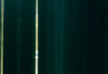 Holy Basil Herb Benefits: Unlock Nature’s Powerful Healing Secrets