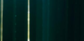 Holy Basil Herb Benefits: Unlock Nature’s Powerful Healing Secrets