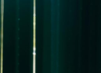 Holy Basil Herb Benefits: Unlock Nature’s Powerful Healing Secrets