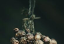 Spice Vs Herb: Unveiling The Surprising Differences You Must Know