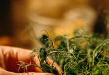 Indoor Herb Garden Kit: Unlock Fresh Flavors with Easy Tips