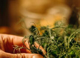 Indoor Herb Garden Kit: Unlock Fresh Flavors with Easy Tips