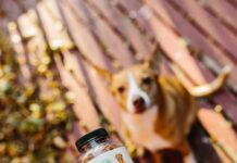 CBD Dog Chews: Discover Powerful Benefits For Your Pet’s Health