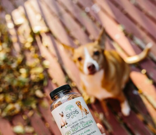 Dog CBD Treats: Discover The Amazing Benefits For Your Pet’s Health