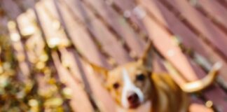 CBD For Dog: Discover How It Can Improve Your Pet’s Wellbeing