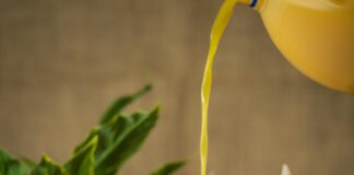 How Much CBD Oil Can One Plant Produce? Discover The Truth