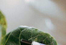 CBD Pens: Discover The Ultimate Guide To Enhance Your Wellness