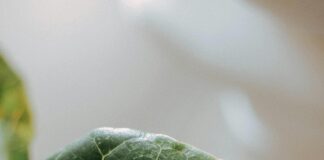 CBD Pens: Discover The Ultimate Guide To Enhance Your Wellness Home