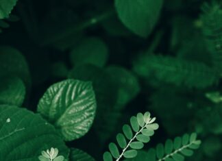 Herb Chambers Sudbury: Discover Why Locals Trust This Dealer