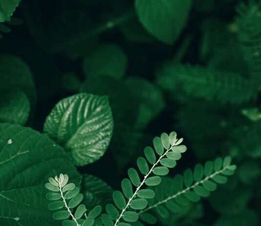 Herb Chambers Sudbury: Discover Why Locals Trust This Dealer