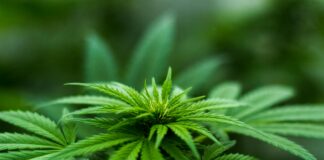 Ellevet CBD: Discover How It Transforms Wellness Naturally