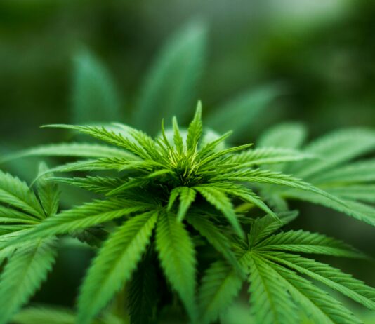 Ellevet CBD: Discover How It Transforms Wellness Naturally