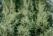 Natural Herb Store Near Me: Discover Hidden Healing Secrets Today