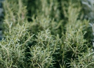 Natural Herb Store Near Me: Discover Hidden Healing Secrets Today