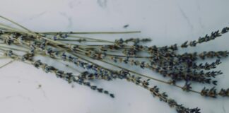 Herbs For Stress And Anxiety: Discover Powerful Natural Remedies