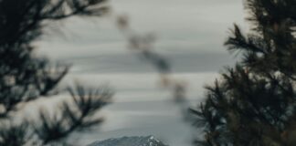 Smoky Mountain CBD: Discover The Ultimate Natural Wellness Solution