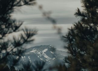 Smoky Mountain CBD: Discover The Ultimate Natural Wellness Solution