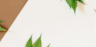 CBD Salve Benefits: How This Natural Remedy Can Soothe You