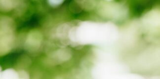 Vena CBD: Discover How This Natural Remedy Transforms Wellness Home