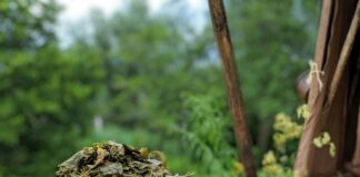 Herbs For Sleep: Discover Powerful Natural Remedies That Work