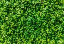 Garden Herbs Secrets: How To Grow Lush, Fragrant Greens Easily