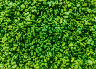 Garden Herbs Secrets: How To Grow Lush, Fragrant Greens Easily