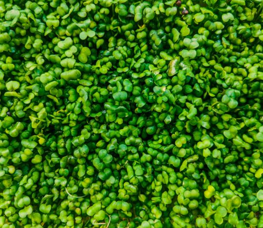 Garden Herbs Secrets: How To Grow Lush, Fragrant Greens Easily