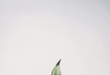 Rome CBD: Unlock The Hidden Benefits Of This Natural Wellness Trend