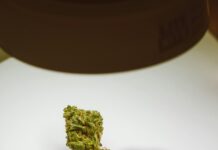 CBD Bud Benefits: Discover How It Transforms Wellness Naturally