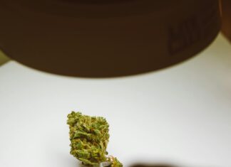 CBD Bud Benefits: Discover How It Transforms Wellness Naturally